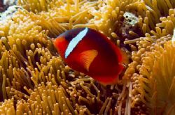 Fijian Anemonefish. Commonly mistaken as the Tomato Anemo... by Allan Vandeford 